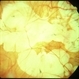 Posterior Staphylamas Posterior Staphylamas